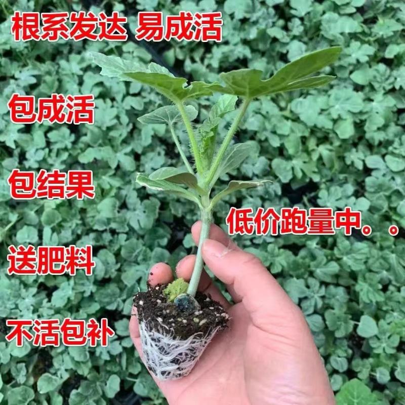 西瓜苗8424大品种西瓜苗嫁接好红心黄心都有