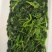 新鲜野苋菜银银菜绿苋菜野生人汉菜冻品