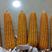 【玉米种子】高产品种，小芯，大棒型，全硬粒，大颗粒的