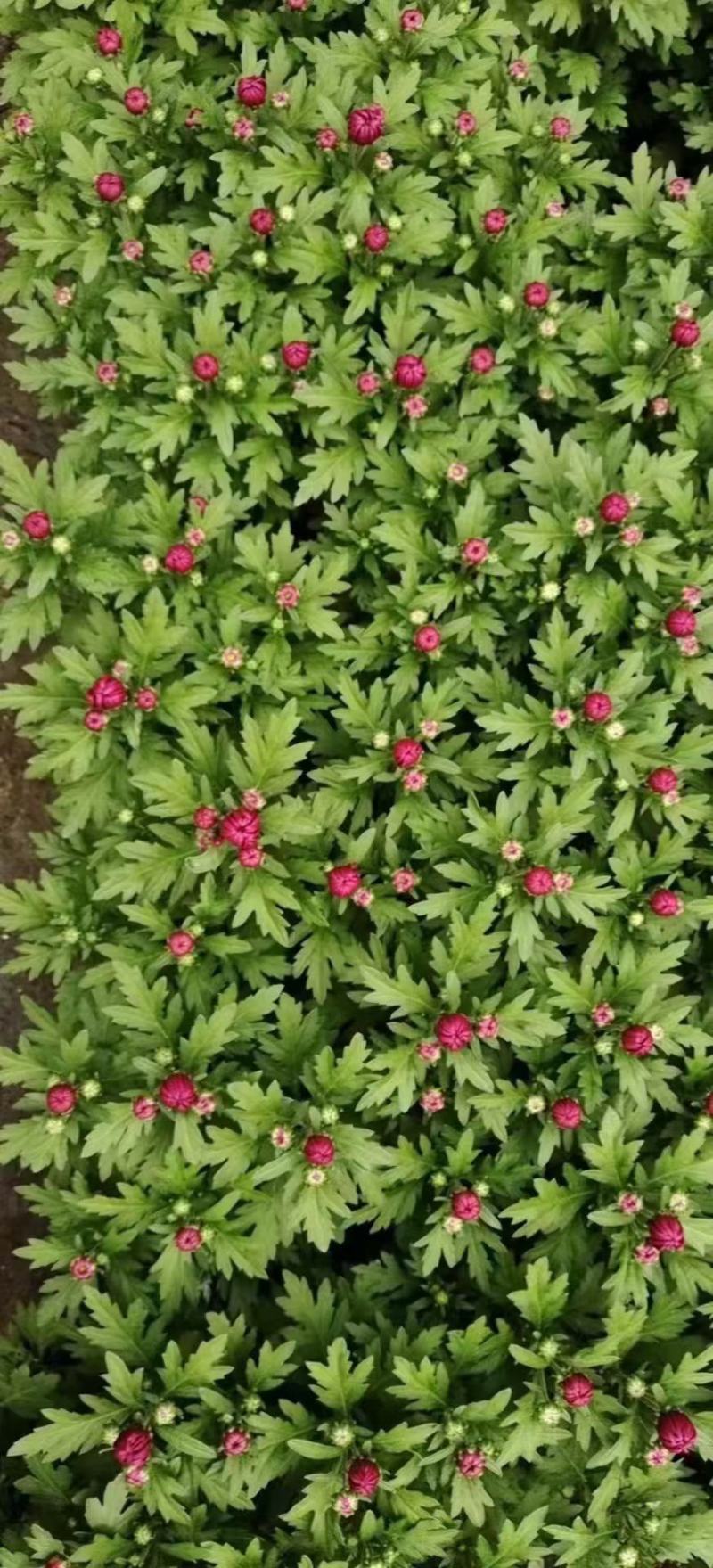 多色荷兰菊自家基地一手货源产地直销
