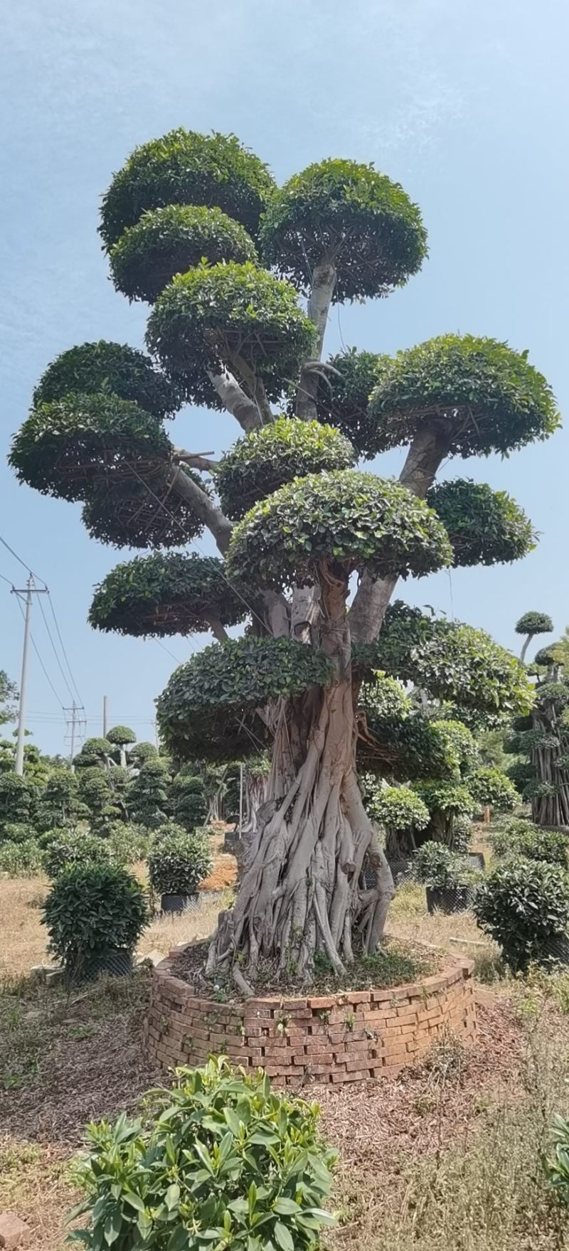 云层造型小叶榕造型小叶榕小叶榕种植基地批发