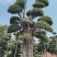 云层造型小叶榕造型小叶榕小叶榕种植基地批发