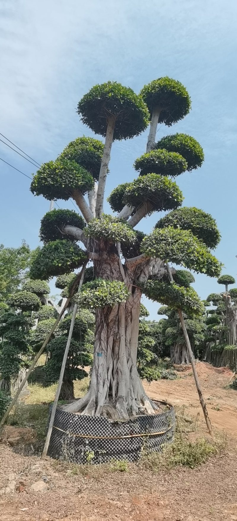 云层造型小叶榕造型小叶榕小叶榕种植基地批发