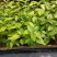 〔香樟〕枝叶繁茂长势旺盛【耐寒芳香】物流全国