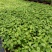 〔香樟〕枝叶繁茂长势旺盛【耐寒芳香】物流全国
