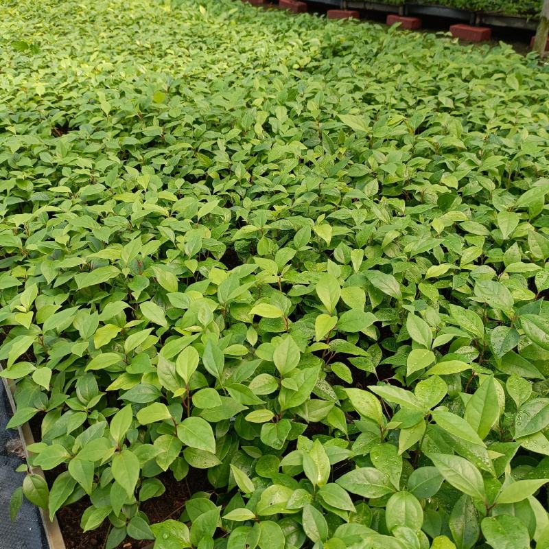 〔香樟〕枝叶繁茂长势旺盛【耐寒芳香】物流全国