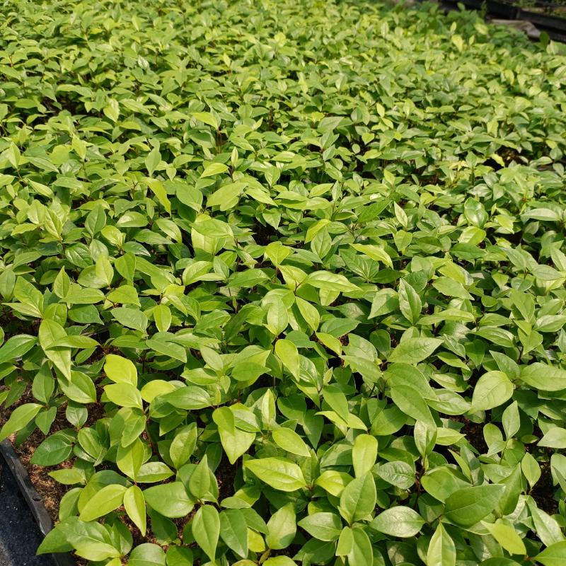 〔香樟〕枝叶繁茂长势旺盛【耐寒芳香】物流全国
