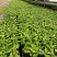 〔香樟〕枝叶繁茂长势旺盛【耐寒芳香】物流全国