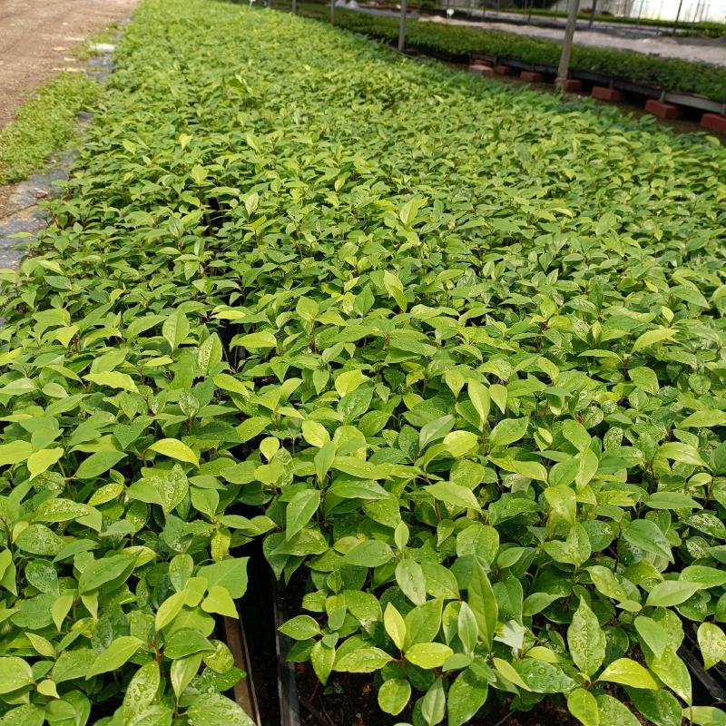 〔香樟〕枝叶繁茂长势旺盛【耐寒芳香】物流全国
