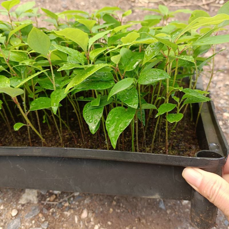 〔香樟〕枝叶繁茂长势旺盛【耐寒芳香】物流全国