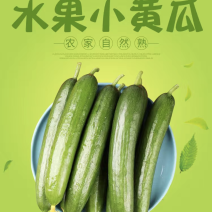 水果小黄瓜，支持商超，档口，海底捞，电商一斤带发。