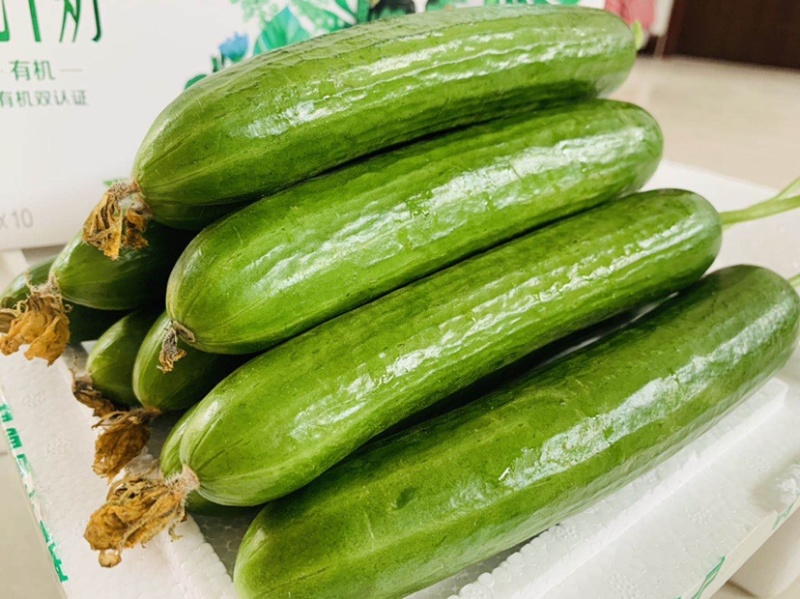 水果小黄瓜，支持商超，档口，海底捞，电商一斤带发。