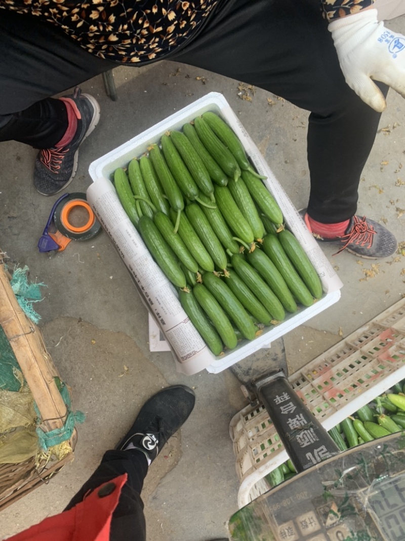 水果小黄瓜，支持商超，档口，海底捞，电商一斤带发。