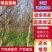 3-10公分紫薇，百枝红，紫薇，百日红1-15公分