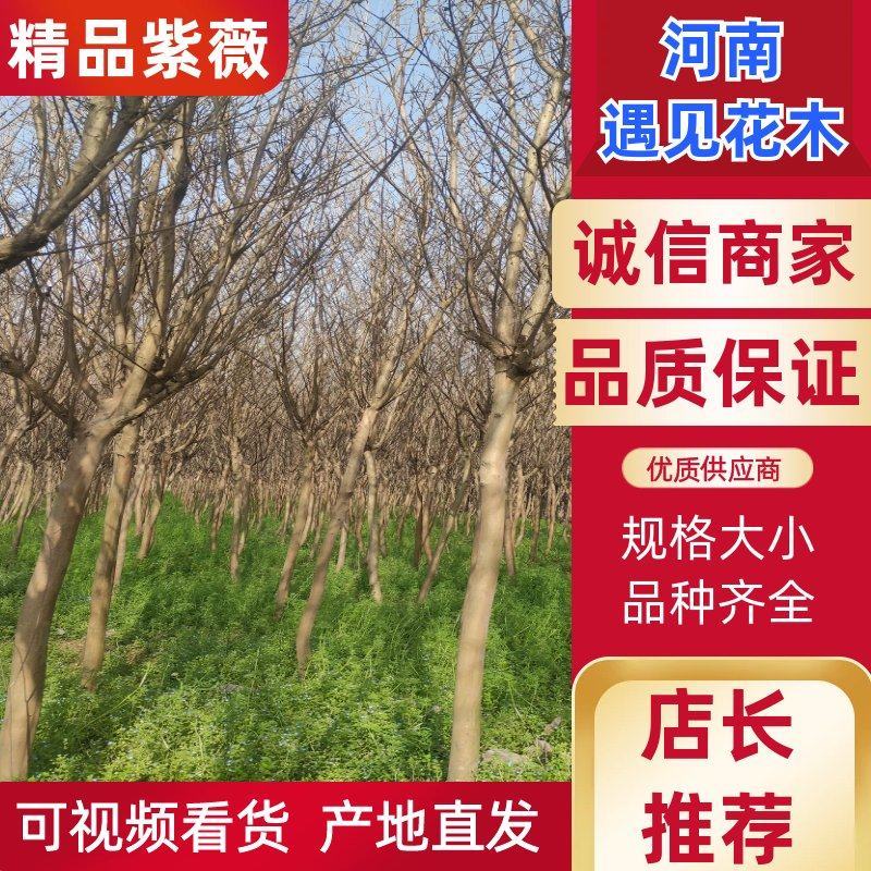 3-10公分紫薇，百枝红，紫薇，百日红1-15公分
