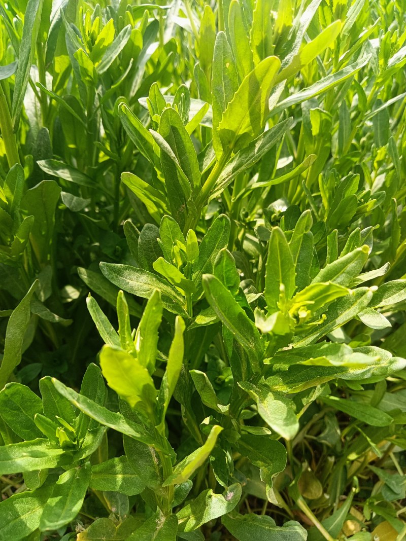 礼县洮坪苦格菜