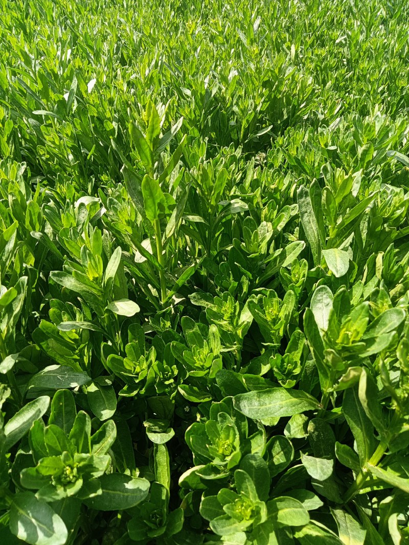 礼县洮坪苦格菜