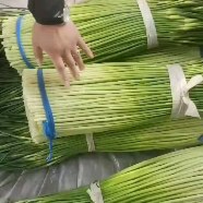 蒜薹