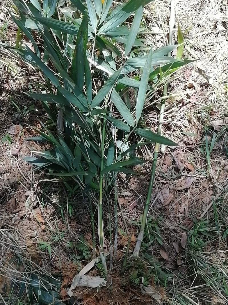 绿植盆景小竹子