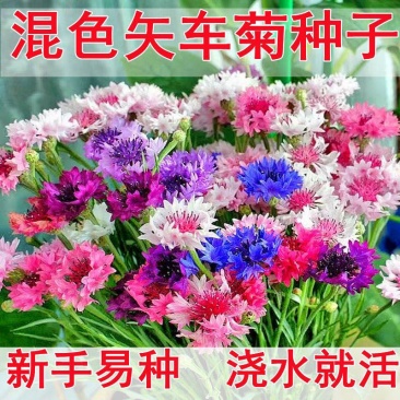 新矢车菊花卉种子蓝色矢车菊花籽春秋播种花海庭院道路盆栽易