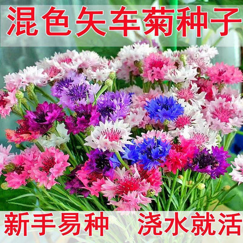 新矢车菊花卉种子蓝色矢车菊花籽春秋播种花海庭院道路盆栽易