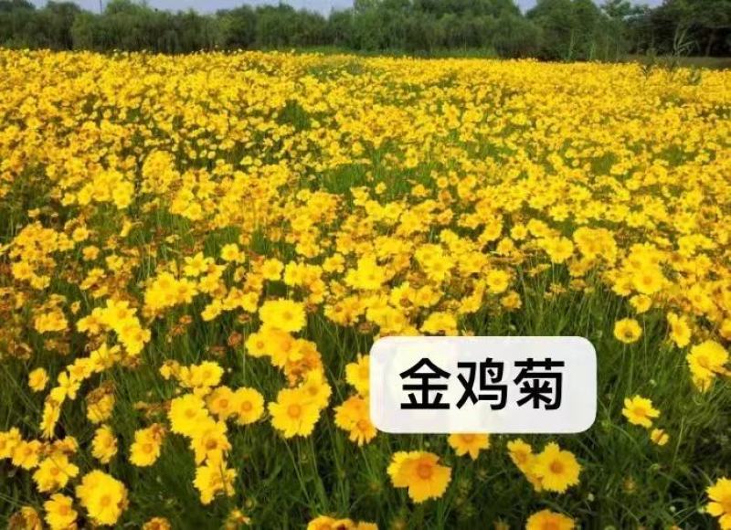 新矢车菊花卉种子蓝色矢车菊花籽春秋播种花海庭院道路盆栽易