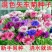 新矢车菊花卉种子蓝色矢车菊花籽春秋播种花海庭院道路盆栽易