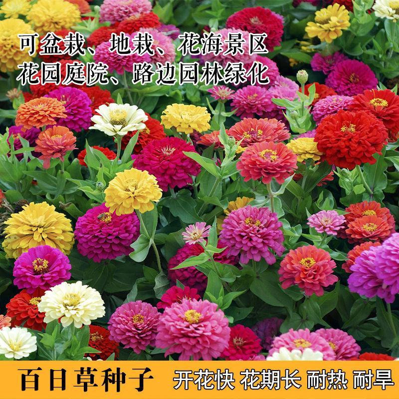 新矢车菊花卉种子蓝色矢车菊花籽春秋播种花海庭院道路盆栽易