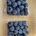 一件代发！云南高原新鲜蓝莓大量上市绿宝石反季果耐存放
