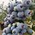 一件代发！云南高原新鲜蓝莓大量上市绿宝石反季果耐存放