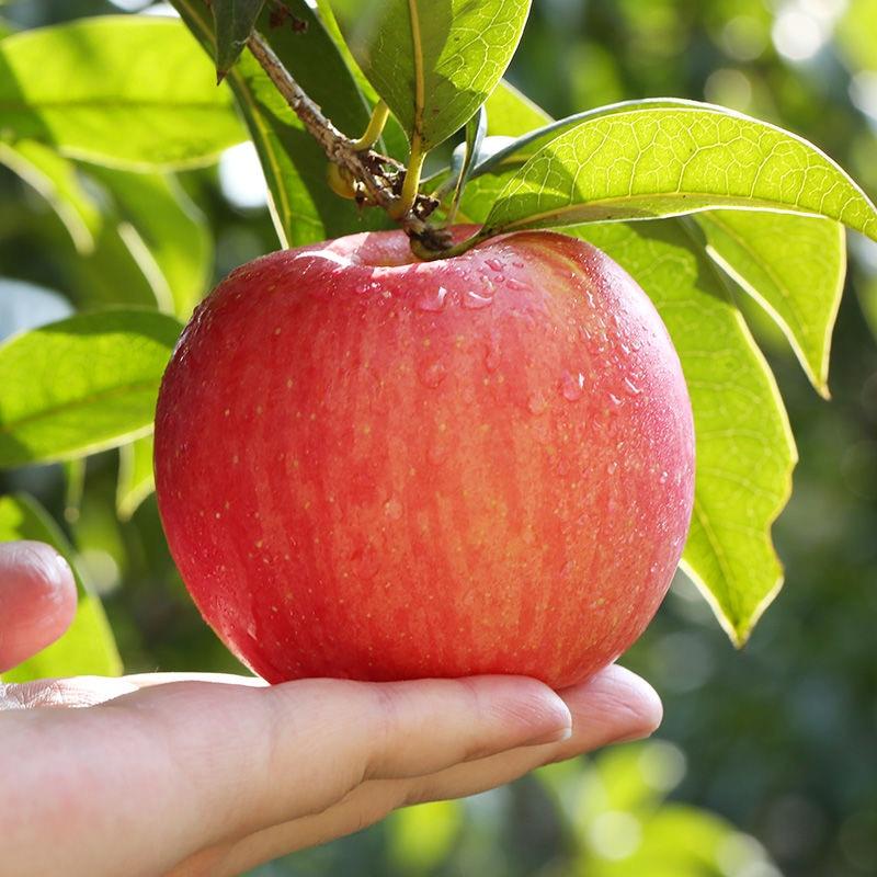 【苹果】山东临沂精品红富士苹果脆甜多汁欢迎采购