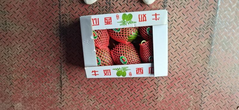 砀山产地早春红玉西瓜全美2k，小糖丸，甜王西瓜上市