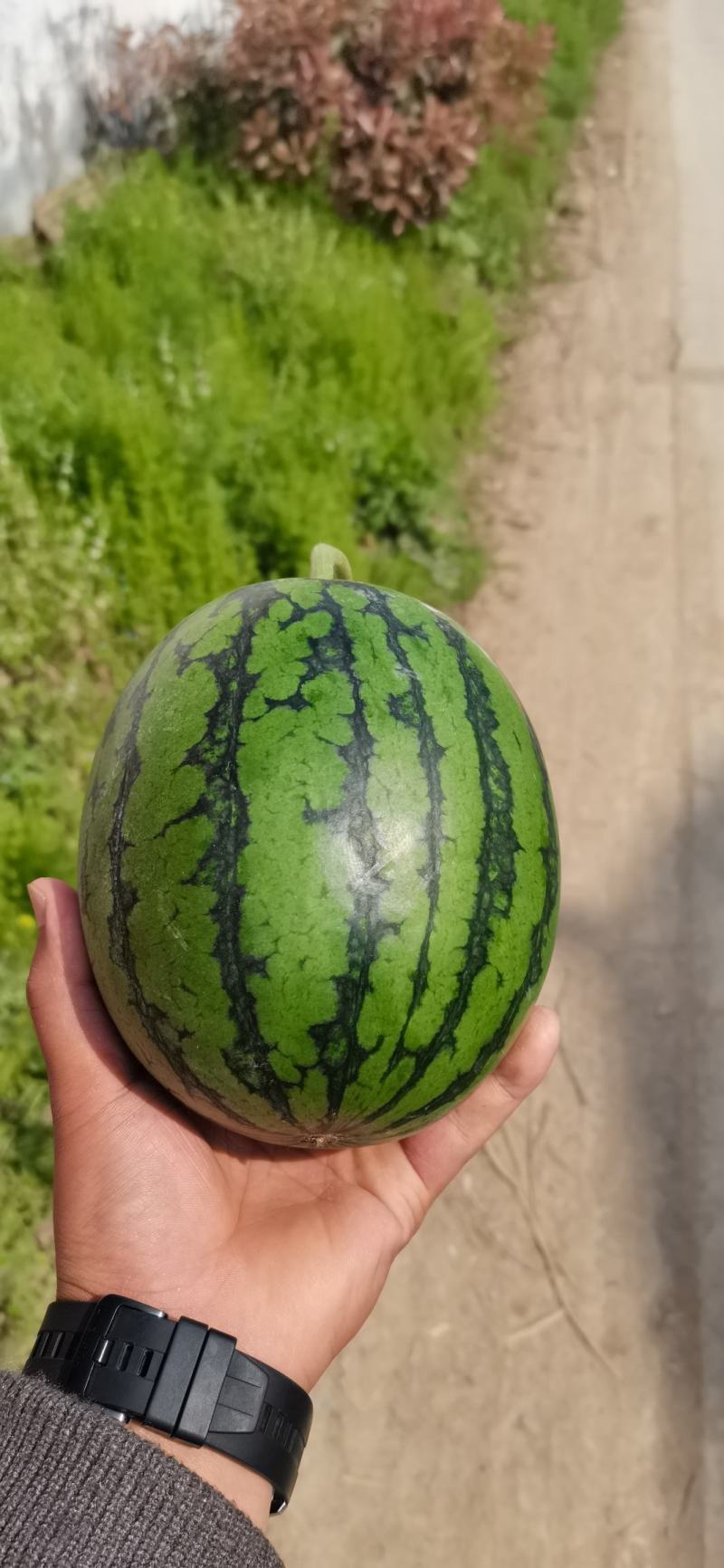 砀山产地早春红玉西瓜全美2k，小糖丸，甜王西瓜上市