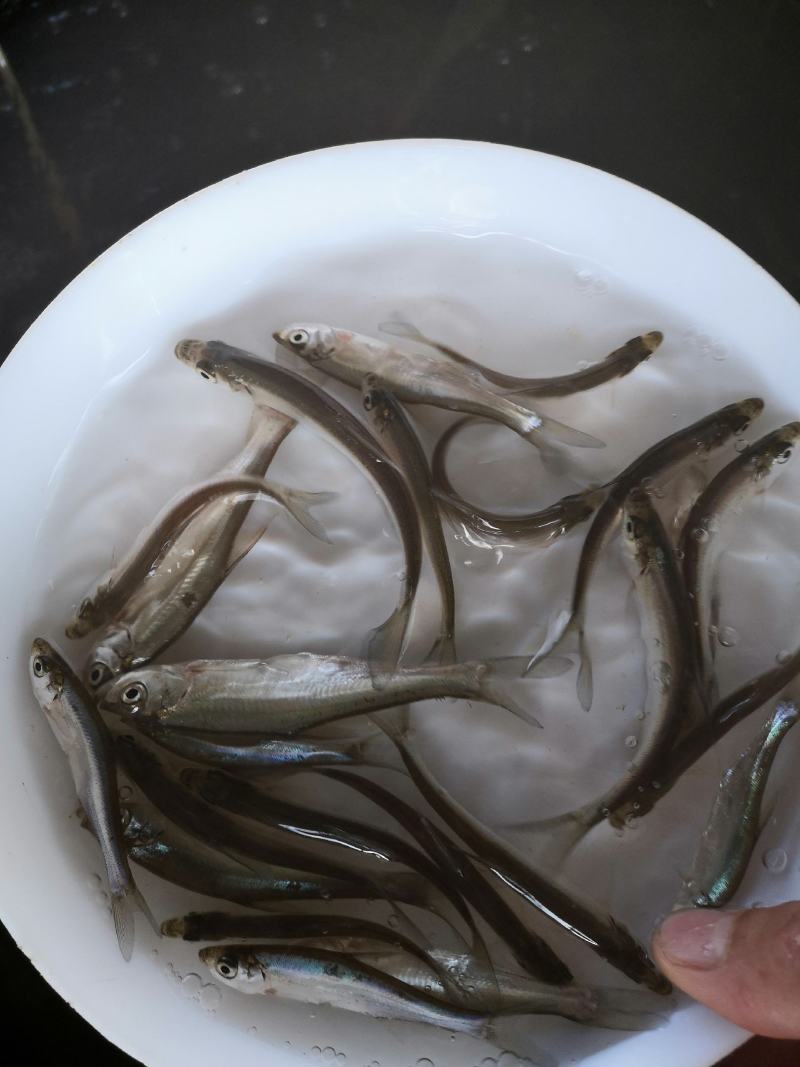 优淡鱼苗翘嘴鱼，翘嘴白，成活率高，生长快，产地直销，全国