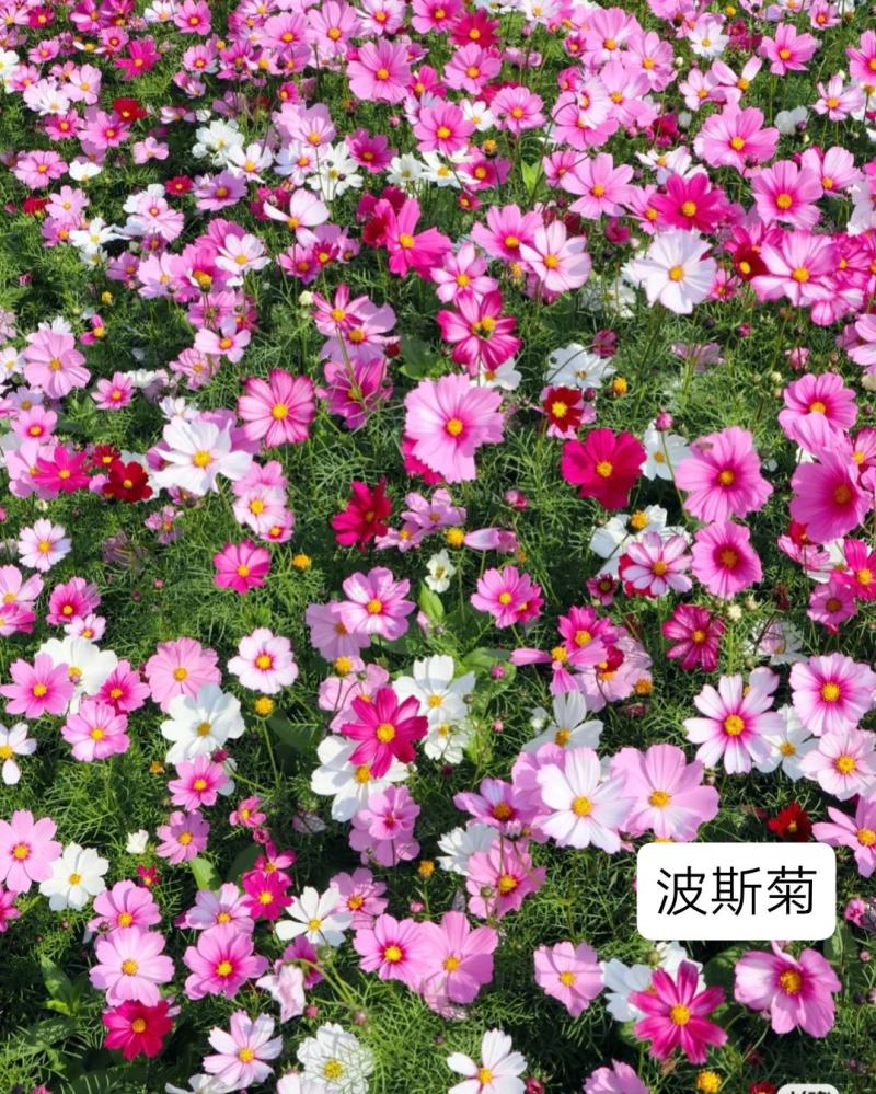 新矢车菊花卉种子蓝色矢车菊花籽春秋播种花海庭院道路盆栽易