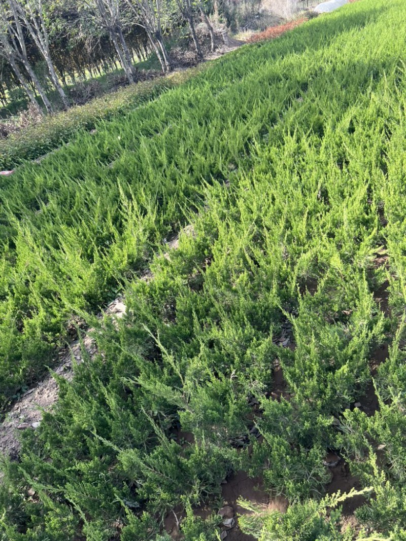 绿化苗木，柏树，龙柏，详情可来电咨询，欢迎老板前来选购