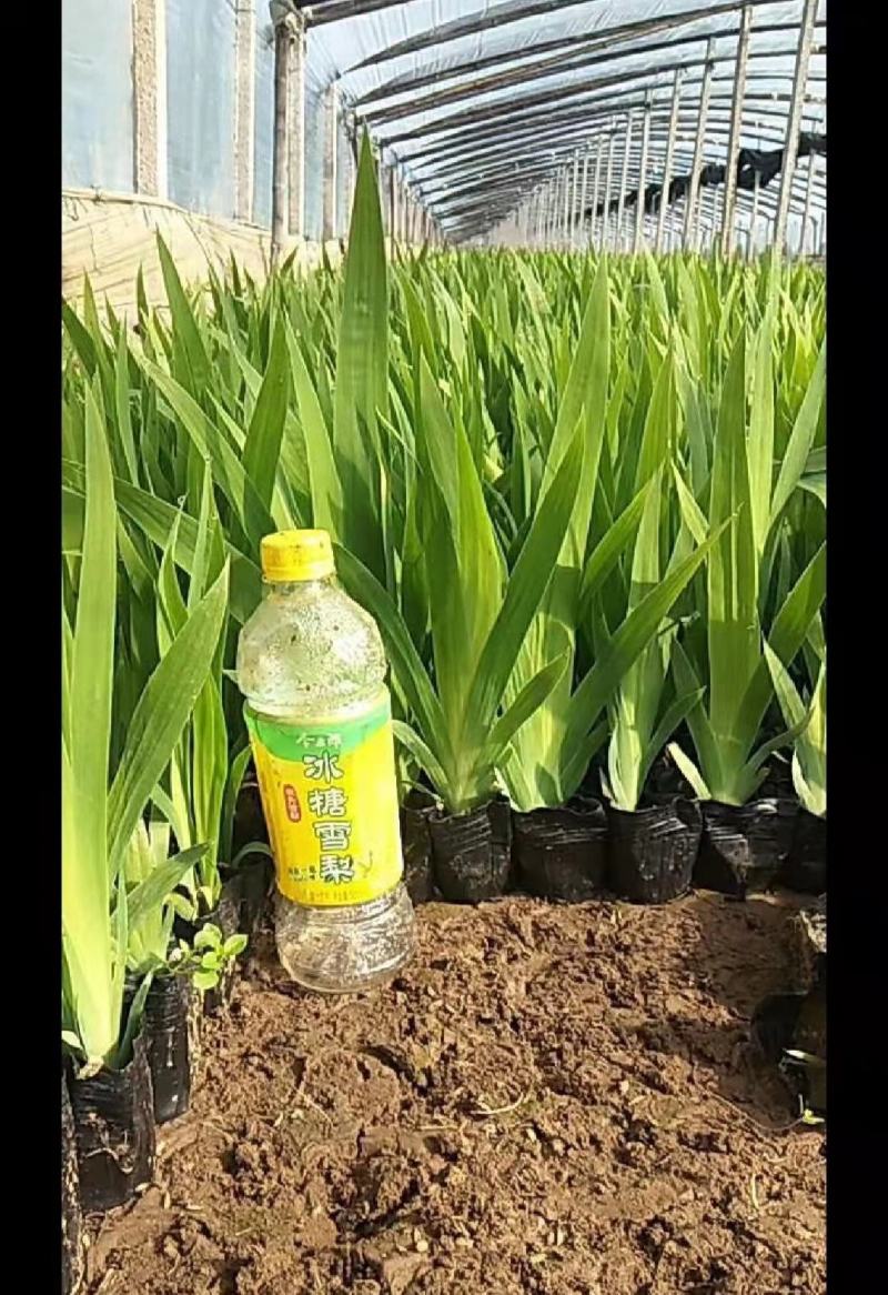 鸢尾，基地直销老鸢尾蓝花鸢尾质量保证欢迎实地考察