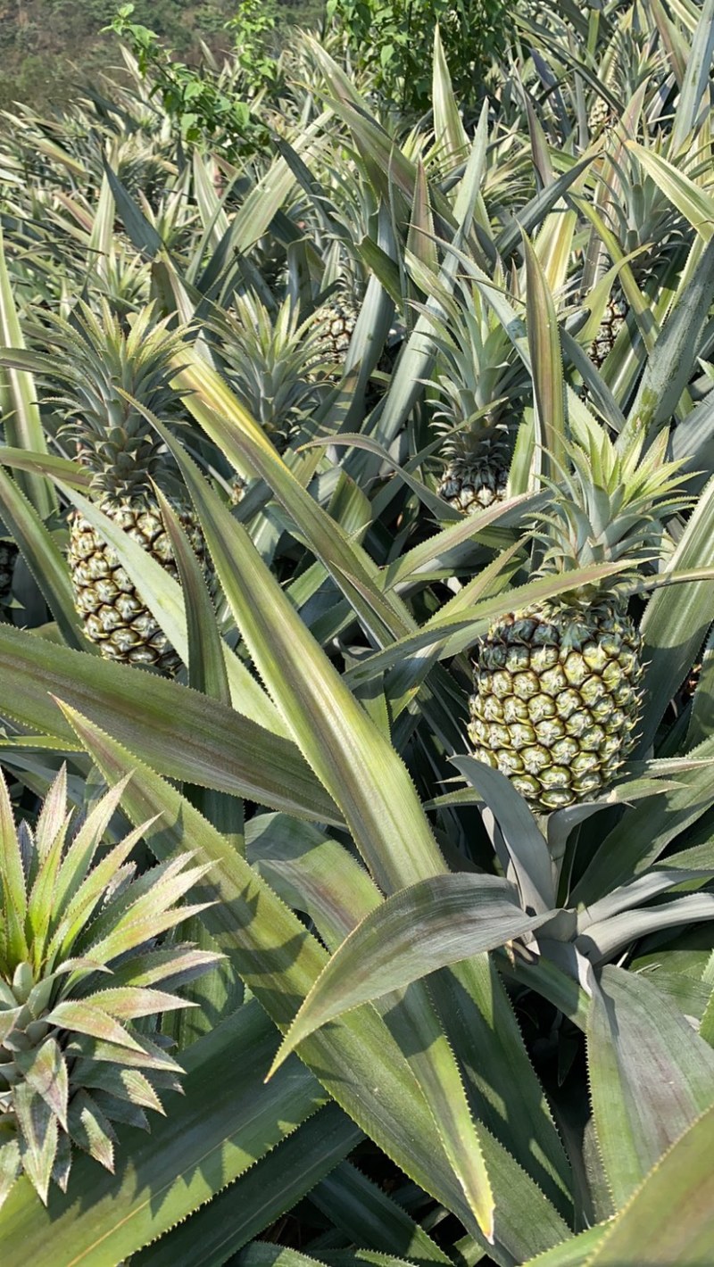 《热卖》产地云南香水菠萝一手货源没有差价