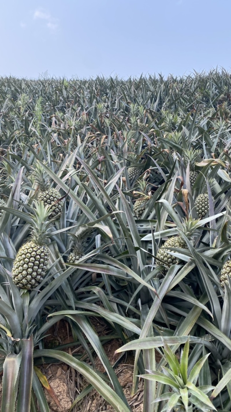《热卖》产地云南香水菠萝一手货源没有差价