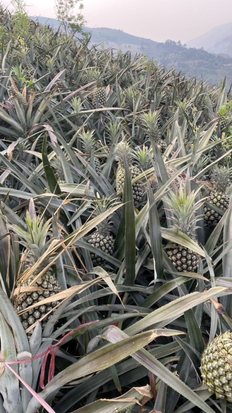 《热卖》产地云南香水菠萝一手货源没有差价