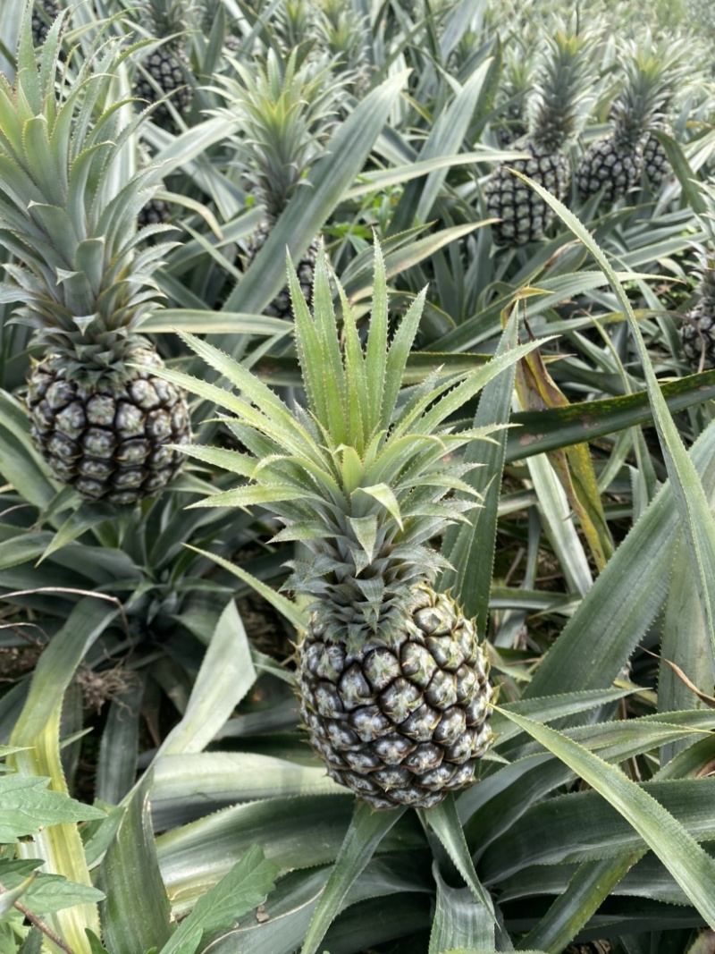 《热卖》产地云南香水菠萝一手货源没有差价