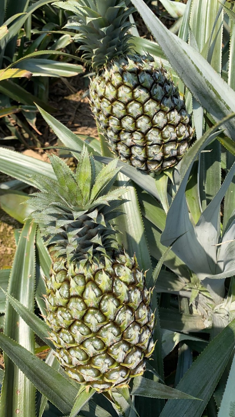 《热卖》产地云南香水菠萝一手货源没有差价