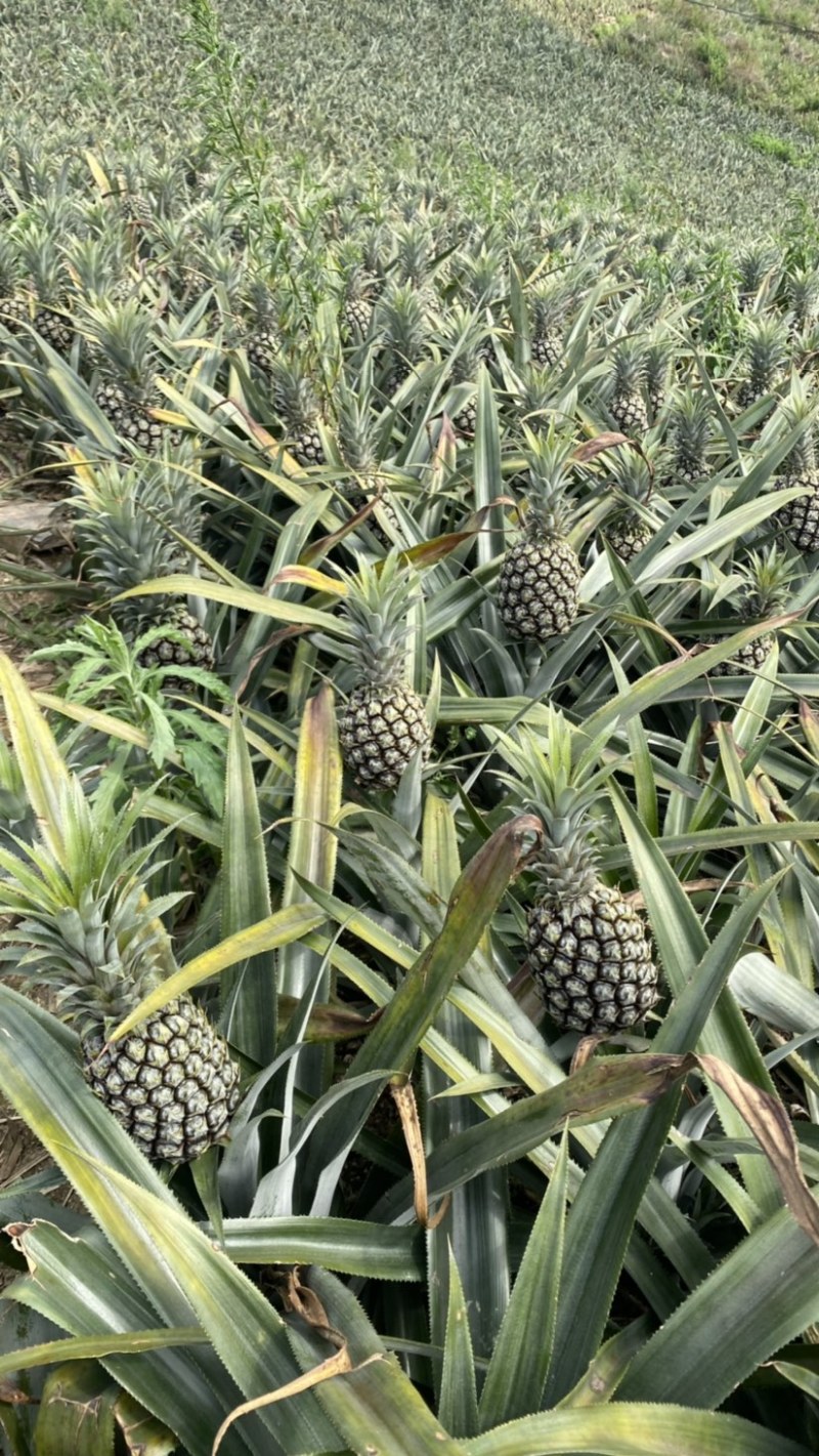 《热卖》产地云南香水菠萝一手货源没有差价