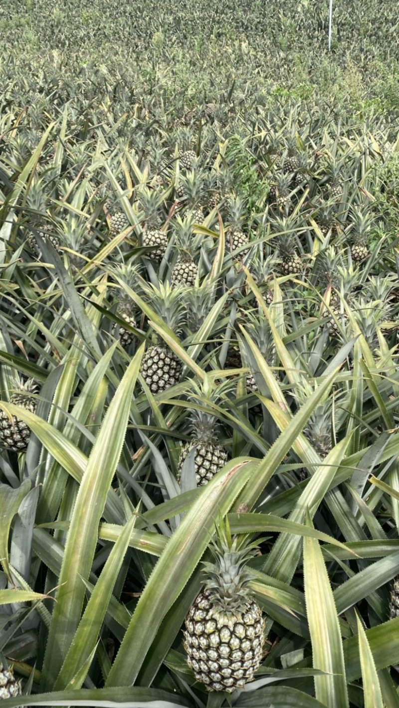 《热卖》产地云南香水菠萝一手货源没有差价