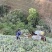 《热卖》产地云南香水菠萝一手货源没有差价