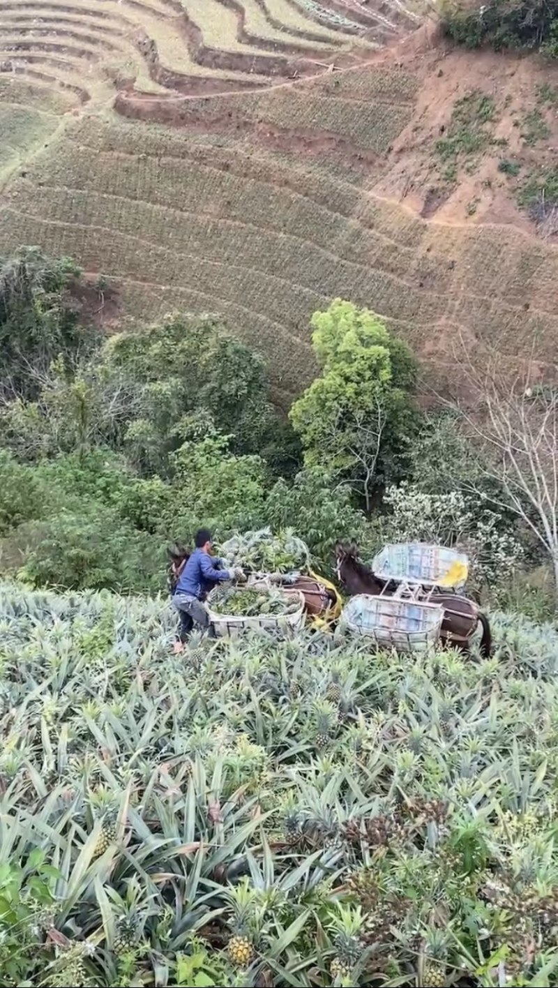 《热卖》产地云南香水菠萝一手货源没有差价