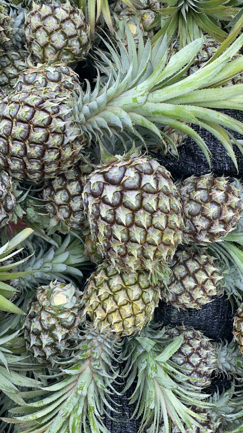 《热卖》产地云南香水菠萝一手货源没有差价