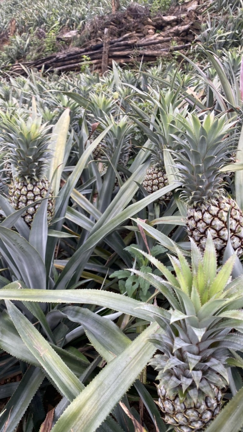 《热卖》产地云南香水菠萝一手货源没有差价