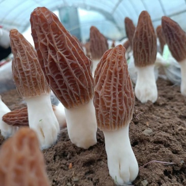 源自于甘肃陇上小江南生态绿色羊肚菌种植基地精品羊肚菌野生