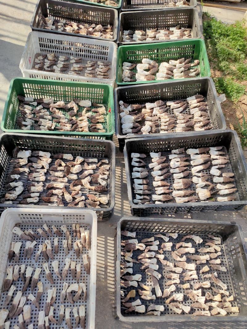 源自于甘肃陇上小江南生态绿色羊肚菌种植基地精品羊肚菌野生